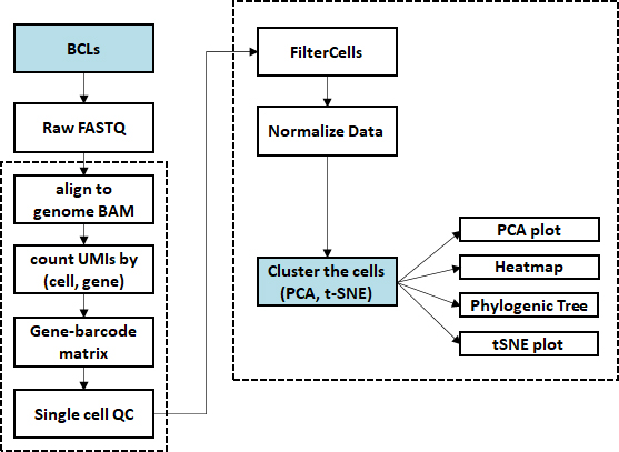 Single Cell RNA Sequencing