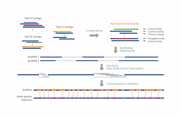 Whole-genome sequencing and intensive analysis of the undomesticated  soybean (Glycine soja Sieb. and Zucc.) genome