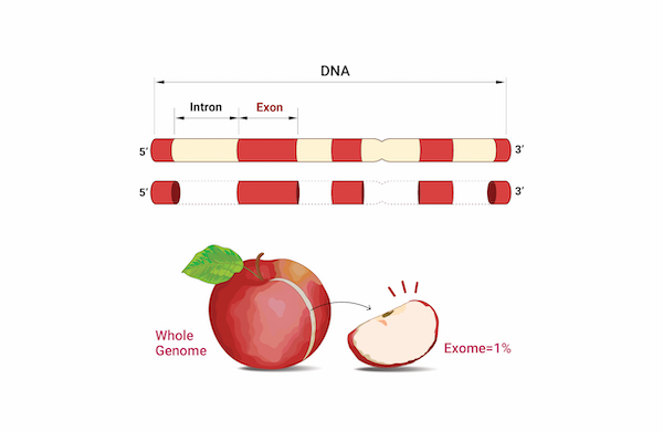 Whole Exome Sequencing