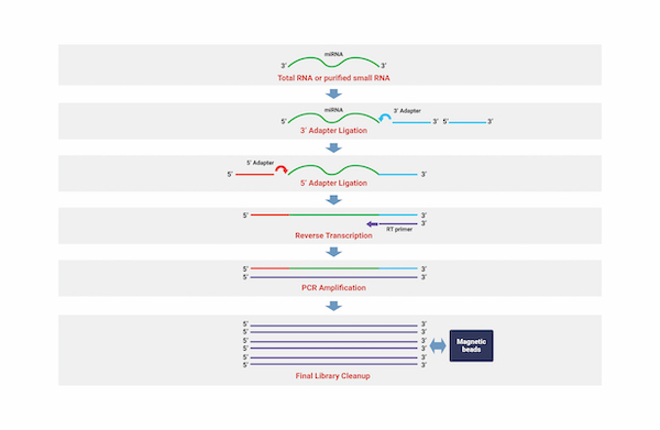 Small RNA Sequencing