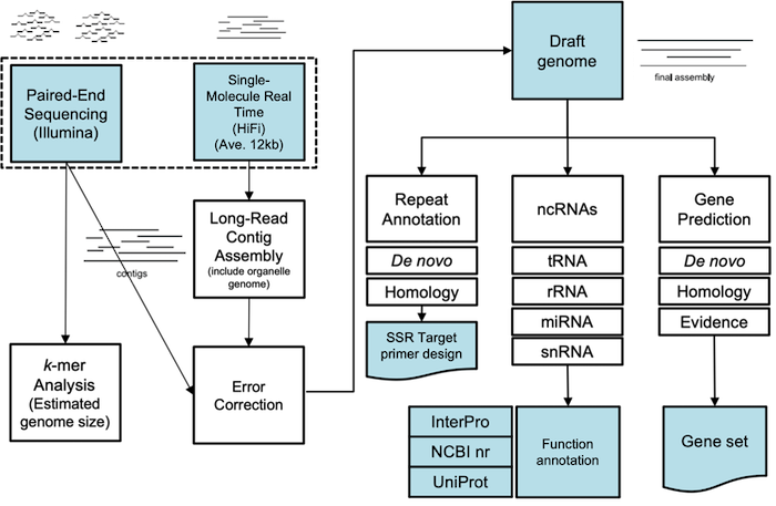 Whole Genome de novo Sequencing