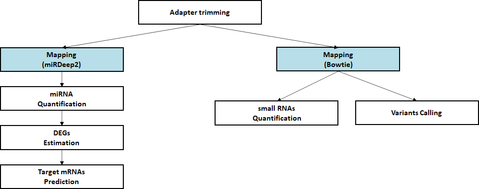 Small RNA Sequencing