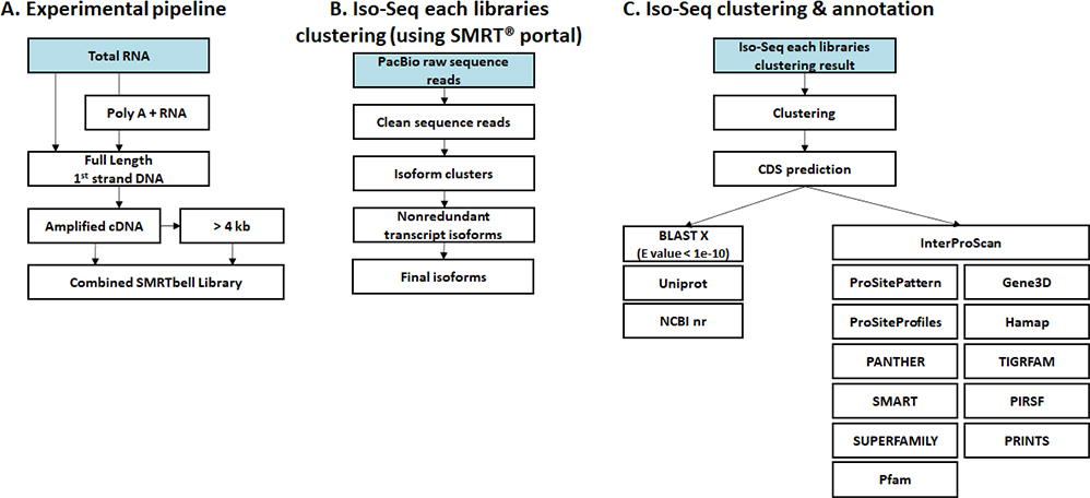 Isoform Sequencing (de novo)