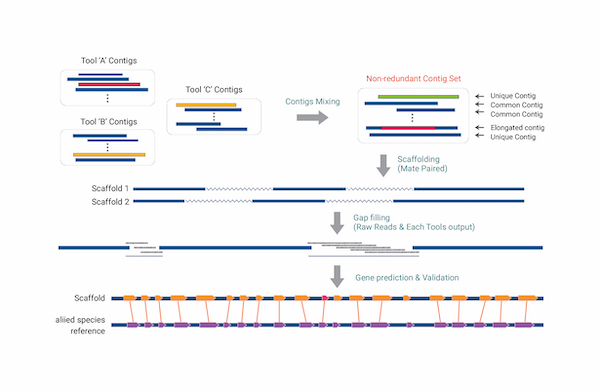 Whole Genome de novo Sequencing