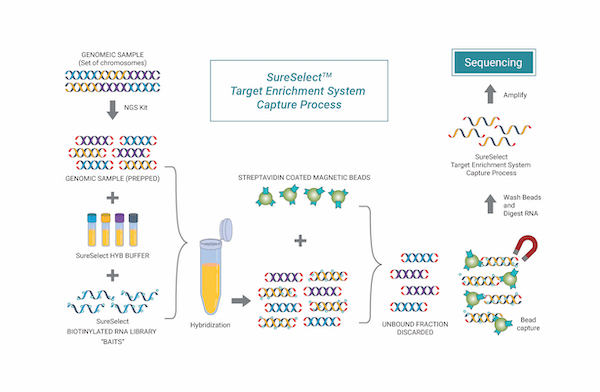 Targeted Sequencing