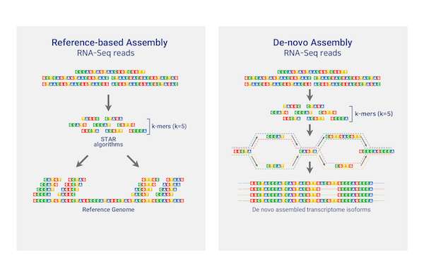 Total/mRNA Sequencing