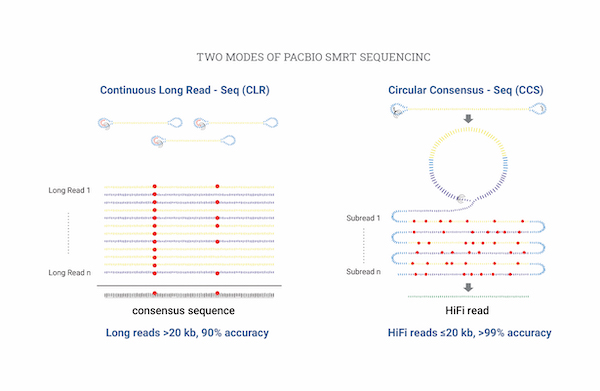 Isoform Sequencing (de novo)