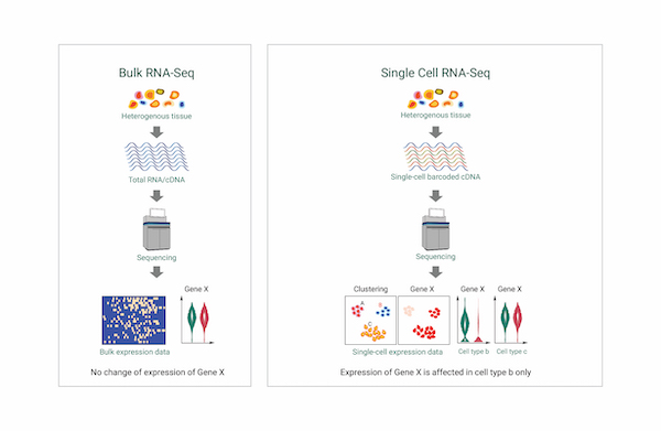 Single Cell RNA Sequencing